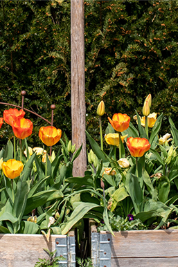 Den Frühlingszauber pflanzen