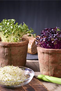 Es keimt! Es sprosst!