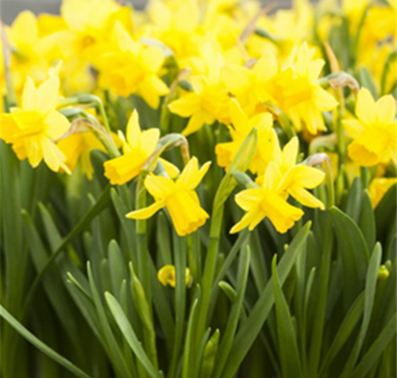 Narzisse 'Tete a Tete' - 1,49 €