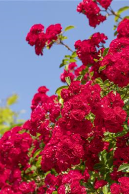 Die richtige Rosenpflege - Tipps & Tricks