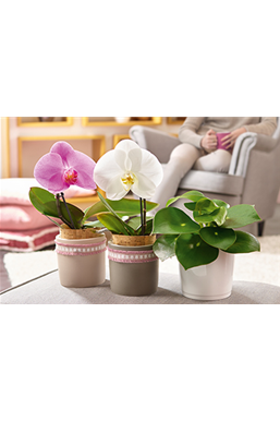 Zimmerpflanzen im Februar