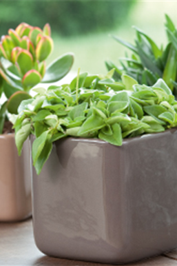 Zimmerpflanzen im Juli