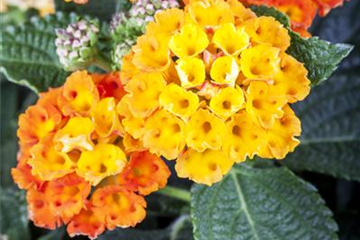 Duftende Blickfänger – Das Wandelröschen