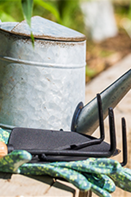 Allgemeine Gartenarbeit im August