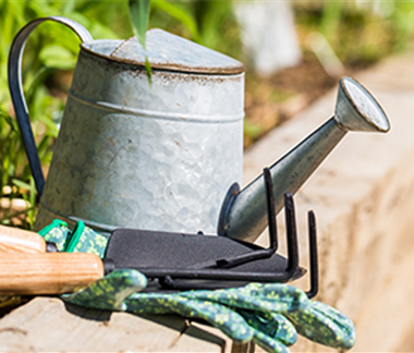 Allgemeine Gartenarbeit im August