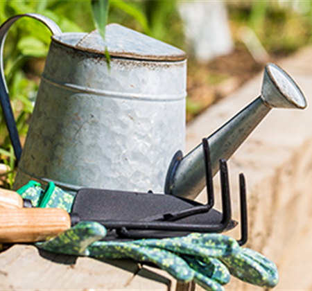 Allgemeine Gartenarbeit im August