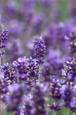 Ziergarten im August