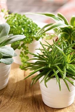 Zimmerpflanzen im April