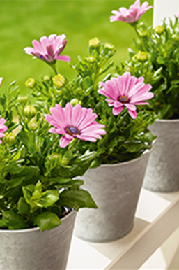 Terrasse & Balkon im August