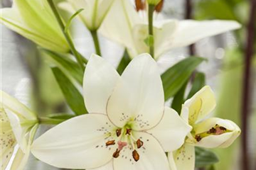 Lilien