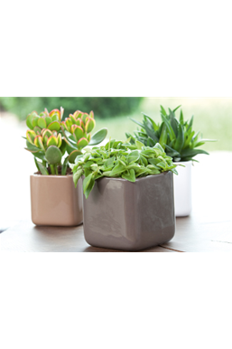 Zimmerpflanzen im August