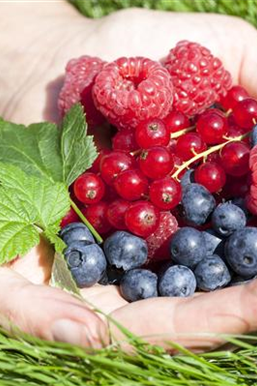 Naschgarten für die Terrasse