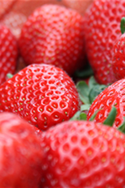 Jetzt Erdbeeren pflanzen