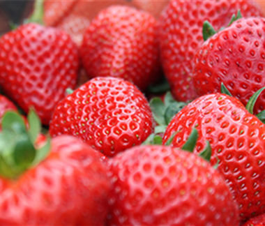 Jetzt Erdbeeren pflanzen