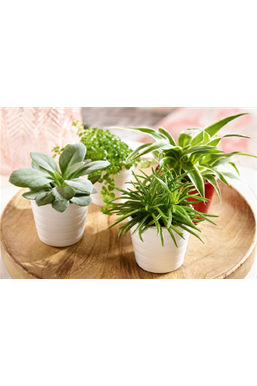 Zimmerpflanzen im M&#228;rz