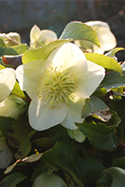 Ziergarten im Dezember