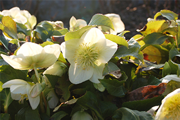 Ziergarten im Dezember