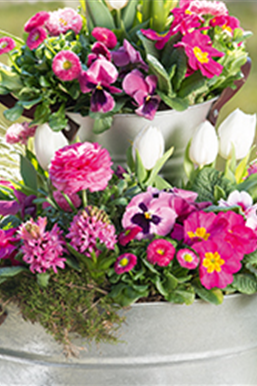 Terrasse & Balkon im Mai