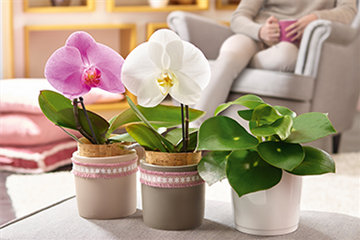 Zimmerpflanzen im Dezember