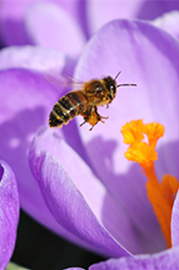 Bienenfreundliche Blumenzwiebeln