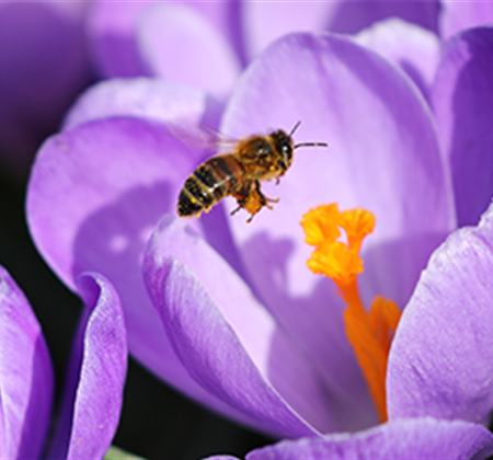 Bienenfreundliche Blumenzwiebeln