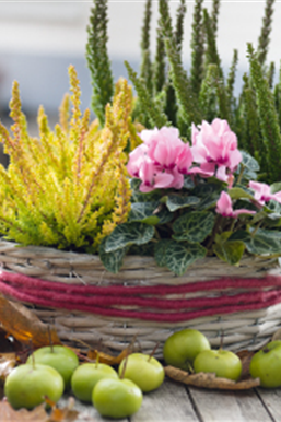 Terrasse & Balkon im September