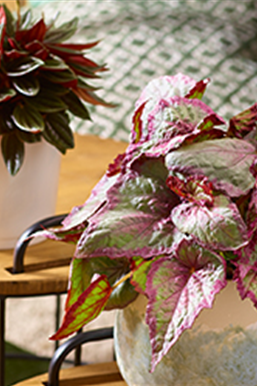 Zimmerpflanzen im September