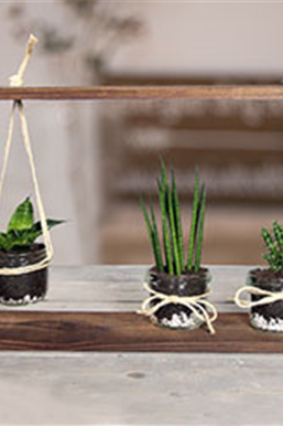 Deko mit Sukkulenten & Kakteen