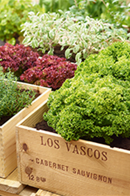 Gemüse-, Kräuter- und Obstgarten im Juni