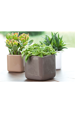 Dekorieren mit Zimmerpflanzen