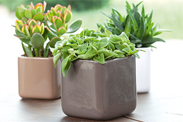 Dekorieren mit Zimmerpflanzen