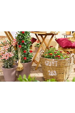 Feurige Blütenpracht