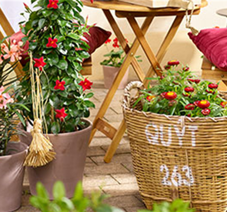 Feurige Blütenpracht