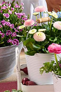 Frühlingsblüten "Pretty in Pink"