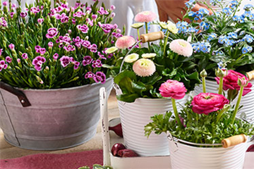 Frühlingsblüten "Pretty in Pink"