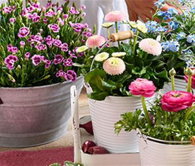 Frühlingsblüten "Pretty in Pink"