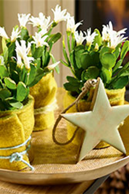 Weihnachtsdeko in Grün und Gold