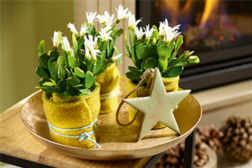 Weihnachtsdeko in Grün und Gold