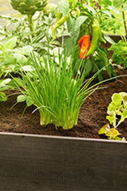 Gutes aus dem Hochbeet