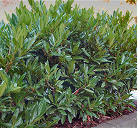 Heckenpflege im Frühjahr