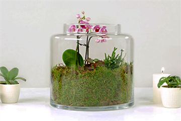 Orchideen-Terrarium