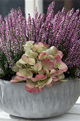 Kein Herbst ohne Heide