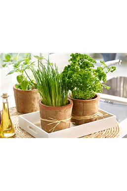 Kräuter von der Fensterbank