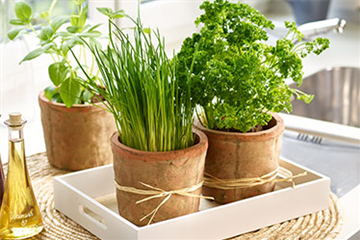 Kräuter von der Fensterbank