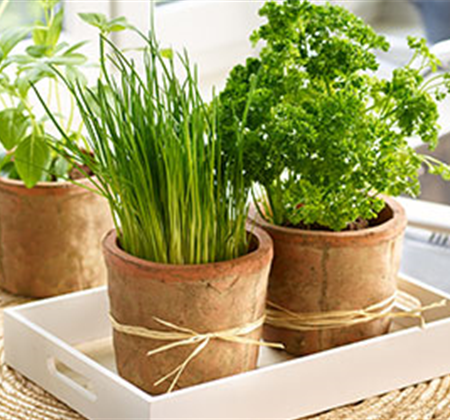 Kräuter von der Fensterbank