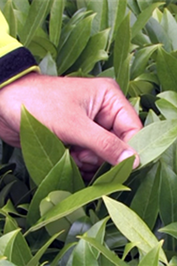 Mit Hecken gestalten