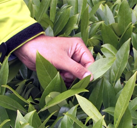 Mit Hecken gestalten