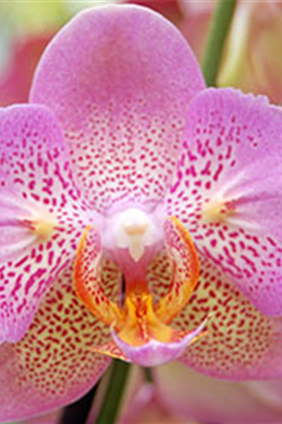 Orchideenblüte