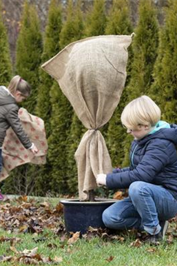 Allgemeine Gartenarbeit im November
