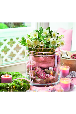 Blütenwunder Christrose